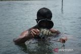 Jelang Imlek, nelayan Pulau Pecong jual ikan dingkis ke Singapura