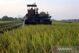 Pekerja mengoperasikan mesin memanen gabah di area persawahan, Kecamatan Pantai Labu, Kabupaten Deli Serdang, Sumatera Utara, Kamis (9/2/2024). Kementerian Pertanian menargetkan produksi gabah tahun 2024 naik dari 31 juta ton menjadi 35 juta ton gabah.ANTARA FOTO/Yudi/