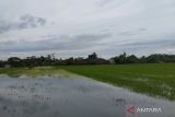 Petani merugi, 1.400 hektare tanaman padi tergenang banjir