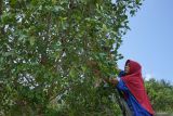 Pekerja memetik bunga cengkeh (Syzygium aromaticum) yang telah memasuki masa panen di wilayah Cot Maha Raja, Kecamatan Sukamakmue, Kota Sabang, Aceh, Sabtu (10/2/2024). Cengkeh masih menjadi komoditas unggulan di Aceh setelah mengalami puncak kejayaan pada tahun 1980 an, dan kini sudah mulai memasuki musim panen tahun ini selama Februari dan Maret, dengan harga tingkat petani berkisar Rp120.000 per kilogram. ANTARA/Khalis Surry