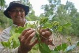 Petani memetik bunga cengkeh (Syzygium aromaticum) yang telah memasuki masa panen di wilayah Cot Maha Raja, Kecamatan Sukamakmue, Kota Sabang, Aceh, Sabtu (10/2/2024). Cengkeh masih menjadi komoditas unggulan di Aceh setelah mengalami puncak kejayaan pada tahun 1980 an, dan kini sudah mulai memasuki musim panen tahun ini selama Februari dan Maret, dengan harga tingkat petani berkisar Rp120.000 per kilogram. ANTARA/Khalis Surry