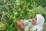 Pekerja memetik bunga cengkeh (Syzygium aromaticum) yang telah memasuki masa panen di wilayah Cot Maha Raja, Kecamatan Sukamakmue, Kota Sabang, Aceh, Sabtu (10/2/2024). Cengkeh masih menjadi komoditas unggulan di Aceh setelah mengalami puncak kejayaan pada tahun 1980 an, dan kini sudah mulai memasuki musim panen tahun ini selama Februari dan Maret, dengan harga tingkat petani berkisar Rp120.000 per kilogram. ANTARA/Khalis Surry