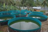 Pekerja memberi makan ikan lele yang dibudidayakan di kawasan Gampong Paya Seunara, Kota Sabang, Aceh, Senin (12/2/2024). Budi daya ikan lele dengan sistem bioflok tersebut dilakukan oleh Gabungan Kelompok Tani (Gapoktan) Paya Seunara dengan menggunakan sumber dana dari Dana Desa tahun 2023 untuk ketahanan pangan sebesar Rp146,7 juta dengan total 12 unit bioflok serta akan panen dalam jangka waktu tiga bulan. ANTARA/Khalis Surry
