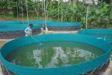 Pekerja membersihkan kolam budidaya ikan lele di kawasan Gampong Paya Seunara, Kota Sabang, Aceh, Senin (12/2/2024). Budi daya ikan lele dengan sistem bioflok tersebut dilakukan oleh Gabungan Kelompok Tani (Gapoktan) Paya Seunara dengan menggunakan sumber dana dari Dana Desa tahun 2023 untuk ketahanan pangan sebesar Rp146,7 juta dengan total 12 unit bioflok serta akan panen dalam jangka waktu tiga bulan. ANTARA/Khalis Surry
