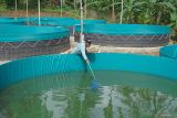 Pekerja membersihkan kolam budidaya ikan lele di kawasan Gampong Paya Seunara, Kota Sabang, Aceh, Senin (12/2/2024). Budi daya ikan lele dengan sistem bioflok tersebut dilakukan oleh Gabungan Kelompok Tani (Gapoktan) Paya Seunara dengan menggunakan sumber dana dari Dana Desa tahun 2023 untuk ketahanan pangan sebesar Rp146,7 juta dengan total 12 unit bioflok serta akan panen dalam jangka waktu tiga bulan. ANTARA/Khalis Surry
