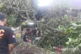 BPBD Padang tangani 26 pohon tumbang akibat angin kencang