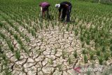 Petani melihat sawah mereka yang kekeringan di Desa Rayeuk Kareung, Kecamatan Blang Mangat, Lhokseumawe, Aceh, Selasa (13/2/2024). Petani setempat menyebutkan seluas 67 haktar tanaman padi musim tanam pertama tahun 2024 di daerah tersebut alami kekeringan akibat terdampak normalisasi pembangunan bendungan irigasi Krueng Pase tak kunjung selesai ditambah hampir empat pekan ini tidak turun hujan sehingga dikhawatirkan padi terancam puso dan gagal panen. ANTARA/Rahmad