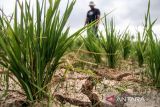 Petani melihat sawah mereka yang kekeringan di Desa Rayeuk Kareung, Kecamatan Blang Mangat, Lhokseumawe, Aceh, Selasa (13/2/2024). Petani setempat menyebutkan seluas 67 haktar tanaman padi musim tanam pertama tahun 2024 di daerah tersebut alami kekeringan akibat terdampak normalisasi pembangunan bendungan irigasi Krueng Pase tak kunjung selesai ditambah hampir empat pekan ini tidak turun hujan sehingga dikhawatirkan padi terancam puso dan gagal panen. ANTARA/Rahmad