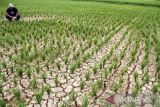 Petani melihat sawah mereka yang kekeringan di Desa Rayeuk Kareung, Kecamatan Blang Mangat, Lhokseumawe, Aceh, Selasa (13/2/2024). Petani setempat menyebutkan seluas 67 haktar tanaman padi musim tanam pertama tahun 2024 di daerah tersebut alami kekeringan akibat terdampak normalisasi pembangunan bendungan irigasi Krueng Pase tak kunjung selesai ditambah hampir empat pekan ini tidak turun hujan sehingga dikhawatirkan padi terancam puso dan gagal panen. ANTARA/Rahmad