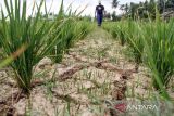 Petani melihat sawah mereka yang kekeringan di Desa Rayeuk Kareung, Kecamatan Blang Mangat, Lhokseumawe, Aceh, Selasa (13/2/2024). Petani setempat menyebutkan seluas 67 haktar tanaman padi musim tanam pertama tahun 2024 di daerah tersebut alami kekeringan akibat terdampak normalisasi pembangunan bendungan irigasi Krueng Pase tak kunjung selesai ditambah hampir empat pekan ini tidak turun hujan sehingga dikhawatirkan padi terancam puso dan gagal panen. ANTARA/Rahmad