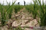 Petani melihat sawah mereka yang kekeringan di Desa Rayeuk Kareung, Kecamatan Blang Mangat, Lhokseumawe, Aceh, Selasa (13/2/2024). Petani setempat menyebutkan seluas 67 haktar tanaman padi musim tanam pertama tahun 2024 di daerah tersebut alami kekeringan akibat terdampak normalisasi pembangunan bendungan irigasi Krueng Pase tak kunjung selesai ditambah hampir empat pekan ini tidak turun hujan sehingga dikhawatirkan padi terancam puso dan gagal panen. ANTARA/Rahmad