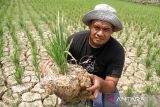 Petani melihat sawah mereka yang kekeringan di Desa Rayeuk Kareung, Kecamatan Blang Mangat, Lhokseumawe, Aceh, Selasa (13/2/2024). Petani setempat menyebutkan seluas 67 haktar tanaman padi musim tanam pertama tahun 2024 di daerah tersebut alami kekeringan akibat terdampak normalisasi pembangunan bendungan irigasi Krueng Pase tak kunjung selesai ditambah hampir empat pekan ini tidak turun hujan sehingga dikhawatirkan padi terancam puso dan gagal panen. ANTARA/Rahmad