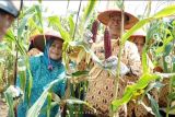 Pj Wali Kota Prabumulih pimpin panen raya jagung batik