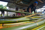 Pengolahan rotan Manau di Mentawai