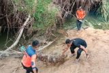 BPBD Pesisir Selatan bersihkan Aliran Sungai Batang Lumpo Pessel yang tersumbat karena pohon tumbang