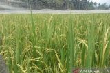 Agam surplus beras capai 138.613 ton selama 2023
