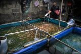 DPRD Palangka Raya minta pemkot tingkatkan bantuan bibit ikan untuk masyarakat
