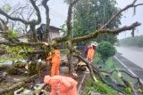 BPBD Padang gugah kesadaran lingkungan warga di tengah musim pancaroba