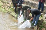 Pemkab Pasaman Barat tebar 10 ribu benih ikan nila di sungai