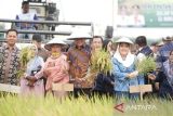 Distan OKU Timur lakukan  gerakan pengendalian hama tanaman padi
