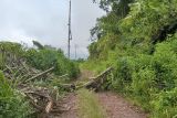 Pohon tumbang timpa tiang listrik di Kecamatan Sano Nggoang, Mabar