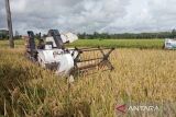 Pemkab: Petani Bantul memulai panen padi musim tanam 2024 pada Maret