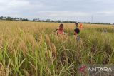KPPU Makassar menelusuri harga beras di tingkat petani