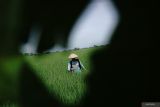 Petani melakukan penyemprotan pestisida di lahan pertanian Desa Ngrandu Lor, Kecamatan Peterongan, Kabupaten Jombang, Jawa Timur, Kamis (22/2/2024). Penyemprotan pestisida tersebut menurut petani untuk mencegah hama jamur pada tanaman padi, karena tingginya intensitas hujan. Antara Jatim/Syaiful Arif.