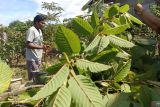 Petani di Kabupaten Kapuas Hulu Kalbar minta pemerintah selamatkan harga daun kratom