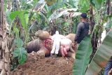 Gajah sumatra ditemukan mati tersengat listrik di Pidie Jaya