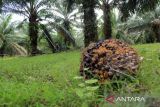 Pekerja mengangkut tandan buah kelapa sawit di kawasan PT Perkebunan Nusantara II, Kabupaten Deli Serdang, Sumatera Utara, Sabtu (24/2/2024). Kementerian Kordinator Bidang Perekonomian menargetkan peremajaan kelapa sawit tahun 2024 seluas 540 hektare atau dua kali lipat dibandingkan tahun 2022.ANTARA FOTO/Yudi/