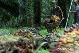 Pekerja mengangkut tandan buah kelapa sawit di kawasan PT Perkebunan Nusantara II, Kabupaten Deli Serdang, Sumatera Utara, Sabtu (24/2/2024). Kementerian Kordinator Bidang Perekonomian menargetkan peremajaan kelapa sawit tahun 2024 seluas 540 hektare atau dua kali lipat dibandingkan tahun 2022.ANTARA FOTO/Yudi/