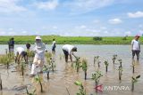 Penerima beasiswa LPDP menanam 1.000 bibit mangrove di Pantai Samas