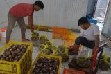 Pekerja mengemas kerang darah (Tegillarca granosa) yang akan diekspor ke Vietnam di tempat usaha perikanan CV Siti Ayu Persada, Aceh Besar, Aceh, Senin (26/2/2024). Kantor Wilayah Direktorat Jenderal Bea Cukai Provinsi Aceh menyatakan penerimaan bea dan cukai Aceh meningkat menjadi Rp148,58 miliar pada tahun 2023 dari Rp63,9 miliar di tahun sebelumnya. ANTARA/Khalis Surry
