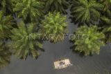 Foto udara penyedia jasa angkutan membawa pengendara sepeda motor melewati perkebunan kelapa sawit di tepi Jalan Lintas Jambi-Suak Kandis yang terputus akibat terendam banjir luapan Sungai Kumpeh di Pulau Tigo, Muaro Jambi, Jambi, Minggu (25/2/2024). Penyedia jasa mematok tarif Rp10 ribu per motor untuk penumpang umum dan Rp5 ribu per motor untuk pelajar. ANTARA FOTO/Wahdi Septiawan/foc.
