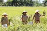 Panen raya Purworejo tambah stok beras Jateng