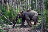 Kawanan gajah Sumatera rusak kebun sawit warga Tanjabbar Jambi