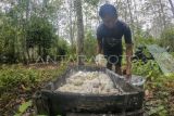 Warga mengumpulkan hasil sadapan getah karet dalam wadah di Dusun Suka Menanti, Jambi Luar Kota, Muarojambi, Jambi, Senin (26/02/2024). Harga jual getah karet di tingkat petani setempat naik dari Rp9.500 per kilogram menjadi Rp10.000 per kilogram dalam beberapa hari terakhir. ANTARA FOTO/Wahdi Septiawan/nz.