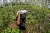 Warga membawa hasil sadapan getah karet di Dusun Suka Menanti, Jambi Luar Kota, Muarojambi, Jambi, Senin (26/02/2024). Harga jual getah karet di tingkat petani setempat naik dari Rp9.500 per kilogram menjadi Rp10.000 per kilogram dalam beberapa hari terakhir. ANTARA FOTO/Wahdi Septiawan/nz.
