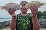Petani keramba apung menunjukkan ikannya yang mati di tempat budi daya ikan nila Sungai Batanghari, Pematang Jering, Muaro Jambi, Jambi, Senin (26/2/2024). Petani setempat menyebutkan, banjir luapan Sungai Batanghari yang telah berlangsung selama hampir dua bulan di daerah itu meningkatkan angka kematian ikan hingga 30 persen, dan menambah biaya pemberian obat ikan rata-rata mencapai Rp200 ribu per keramba. ANTARA FOTO/Wahdi Septiawan/Spt.