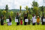 Kelompok tani Karangtengah Gunungkidul panen padi seluas 20 hektare