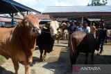 Sejumlah pedagang dan peternak melakukan transaksi jual beli  ternak sapi di Pasar Hewan Sibreh, Kabupaten Aceh Besar, Aceh, Rabu (28/2/2024). Menurut pedagang, permintaan ternak sapi lokal Aceh dan jenis sapi Simental dan sapi Limosin menjelang tradisi meugang (hari memotong ternak) menyambut bulan Ramadhan mengalami peningkatan dengan harga penawaran berkisar Rp15 juta hingga Rp75 juta per ekor tergantung jenis sapi,  besar dan bobotnya. ANTARA FOTO/Ampelsa.