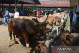 Sejumlah pedagang dan peternak melakukan transaksi jual beli  ternak sapi di Pasar Hewan Sibreh, Kabupaten Aceh Besar, Aceh, Rabu (28/2/2024). Menurut pedagang, permintaan ternak sapi lokal Aceh dan jenis sapi Simental dan sapi Limosin menjelang tradisi meugang (hari memotong ternak) menyambut bulan Ramadhan mengalami peningkatan dengan harga penawaran berkisar Rp15 juta hingga Rp75 juta per ekor tergantung jenis sapi,  besar dan bobotnya. ANTARA FOTO/Ampelsa.