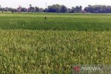 Tikus serang 254 hektare padi di 3 kecamatan Kabupaten Boyolali