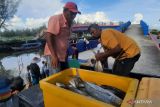 Produksi ikan tangkap Pariaman 2023 capai 6 ribu ton