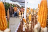 Presiden Direktur Syngenta Indonesia Kazim Hasnain (kedua kiri) meninjau lahan tanam jagung hibrida bioteknologi NK Pendekar Sakti disela Grand Launching Jagung Hibrida NK Pendekar Sakti di Desa Banyubang, Solokuro, Lamongan, Jawa Timur, Selasa (27/2/2024). Jagung bioteknologi pertama di Indonesia itu memiliki keunggulan seperti tahan terhadap hama ulat penggerek batang, mudah dibudidayakan serta dapat meningkatkan hasil panen hingga 7-8 ton per hektare dan diharapkan dapat meningkatkan target produksi pangan. Antara Jatim/Rizal Hanafi.