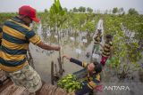 Kelompok Panglaot Yudha Putra menyiapkan bibit mangrove untuk di tanam di pesisir pantai Jadimulya, Cirebon, Jawa Barat, Rabu (28/2/2024). Pertamina EP Zona 7 bersama SKK Migas melakukan penanaman bibit mangrove untuk menjaga kelestarian lingkungan di wilayah kerja hulu migas. ANTARA FOTO/Dedhez Anggara/agr
