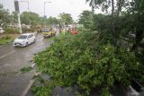 Petugas membersihkan bagian dari pohon yang tumbang di jalan raya Pahlawan Sidoarjo, Jawa Timur, Senin (26/2/2024). Hujan deras disertai angin kencang membuat sejumlah pohon tumbang hingga menutupi jalan. Antara Jatim/Umarul Faruq.