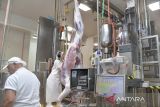 Wapres meninjau penyembelihan sapi bersertifikasi halal di Selandia Baru
