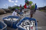 Pekerja mengumpulkan ikan bandeng hasil panen di Karangsong, Indramayu, Jawa Barat, Kamis (29/2/2024). Kementerian Kelautan dan Perikanan (KKP) menargetkan nilai ekspor hasil perikanan tahun 2024 sebesar 7,20 miliar dolar AS atau setara Rp112,1 triliun. ANTARA FOTO/Dedhez Anggara/agr